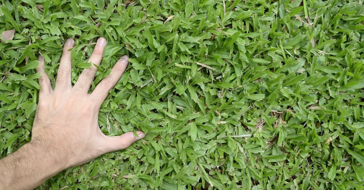 A hand touching grass, representing the physical experience AI lacks